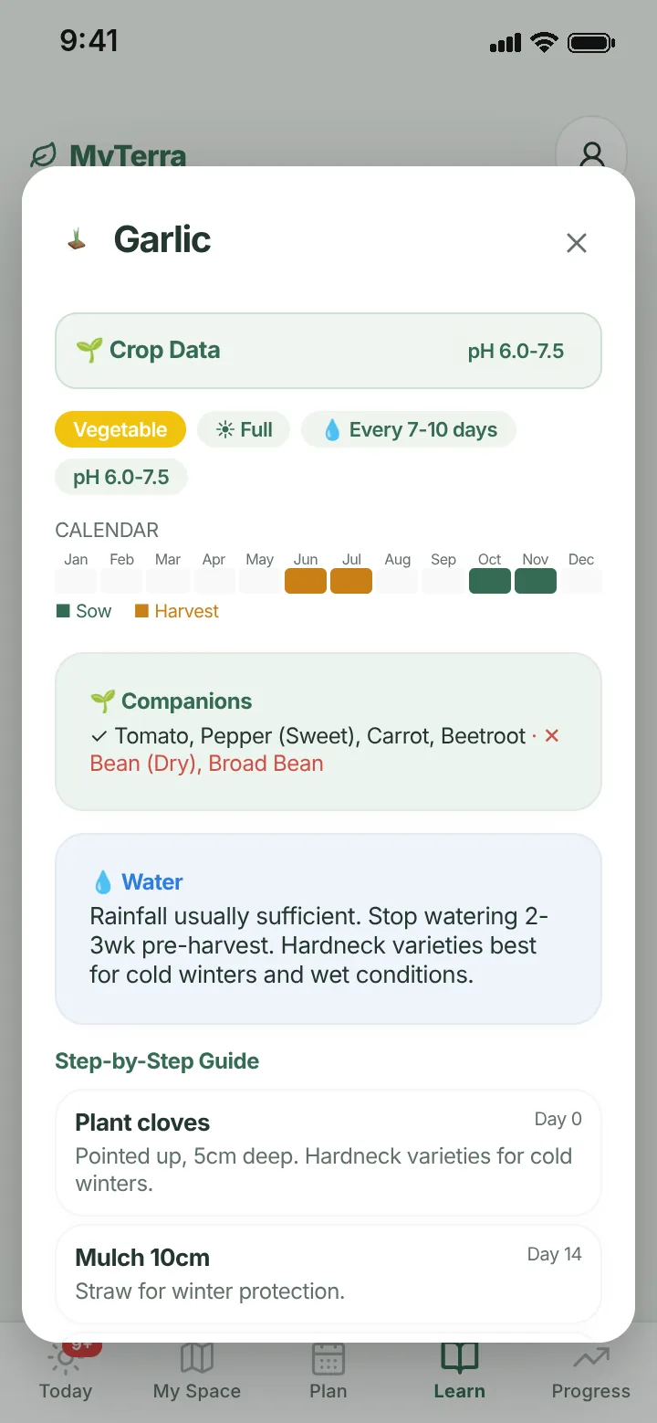 Garlic guide: planting calendar, companions, watering and step-by-step instructions